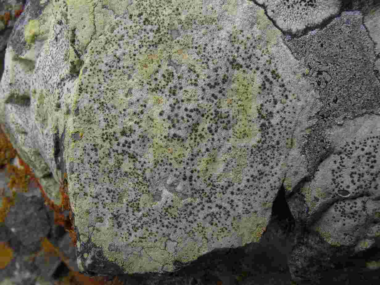[Lecanora sulphurella]